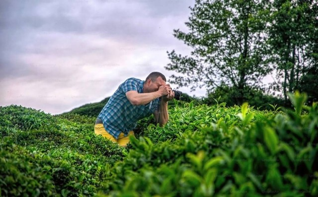 Ilustrasi Kebun Teh Sukawana  Sumber Unsplash/Getty Images