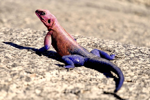 Cara Mengusir Biawak di Rumah. Foto: Unsplash/ray rui.