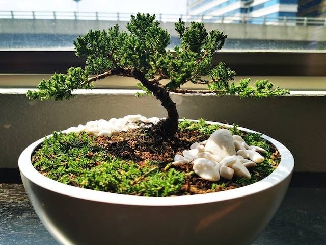 Ilustrasi ciri-ciri bonsai pule termahal, sumber foto: unsplash.com/Marco Murakami