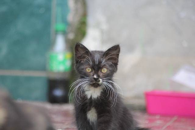 Ilustrasi cara mencegah toksoplasma pada kucing. Foto: Indo Grafis Depok/Unsplash