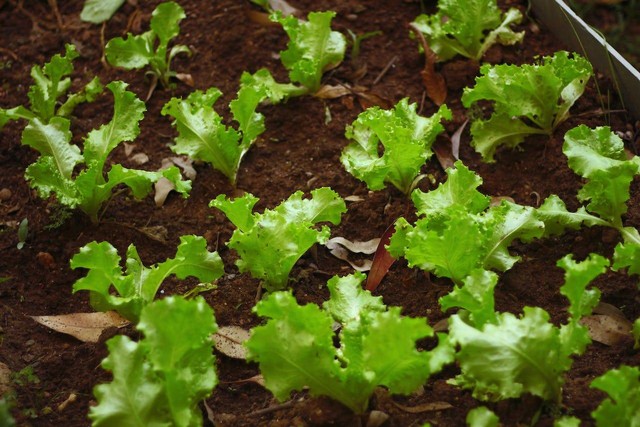 Ilustrasi cara menanam selada di tanah. Sumber: Daniel Dan/pexels.com