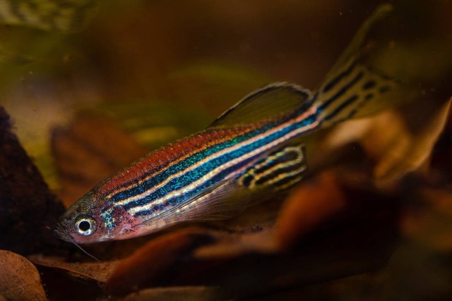 Ilustrasi cara membedakan ikan glofish jantan dan betina. Sumber: Kuznetsov_Peter/pixabay.com