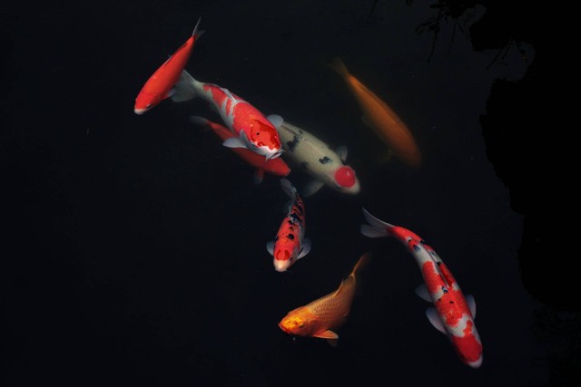 Ilustrasi berapa lama proses penetasan telur ikan koi. Sumber foto: Unsplash