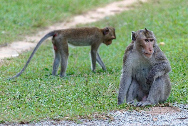 Monyet ekor panjang (Macaca fasicularis) merupakan salah satu satwa liar yang tidak dilindungi.