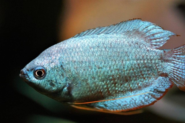 Ilustrasi ciri-ciri ikan gurame terkena jamur. Sumber foto: Pixabay