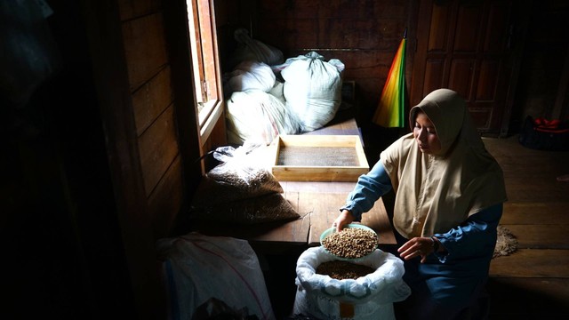 Seorang warga desa rimbo candi Pagar Alam Sunatera Selatan yang sedang memiliah biji kopi yang menjadi potensi andalan, Minggu (5/11) Foto: ary priyanto/urban id