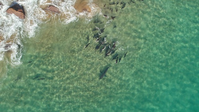 Potret Hiu besar dikerumuni sekelompok anjing laut. Foto: AMC via Live Science