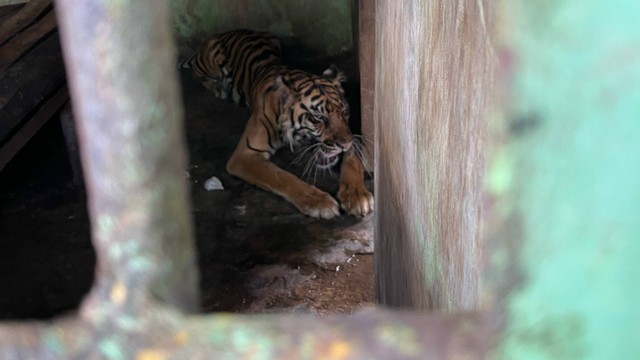 Kondisi Medan Zoo yang dinilai cukup memprihatinkan. Foto: Tri Vosa/kumparan