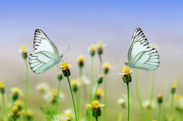 Ilustrasi apa itu hewan avertebrata dan contohnya? Sumber foto: pixabay/ ROverhate