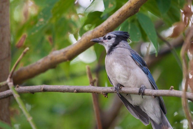 Ilustrasi cara ternak burung cililin. Sumber: Andrew Patrick/pexels.com