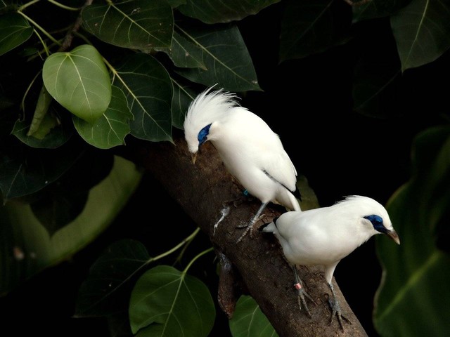 Ilustrasi cara ternak burung jalak bali. Sumber: ignartonosbg/pixabay.com