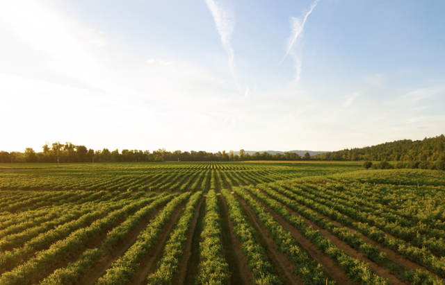 Ilustrasi Kebun Strawberry di Lembang. Sumber: Unsplash/Dan Meyers