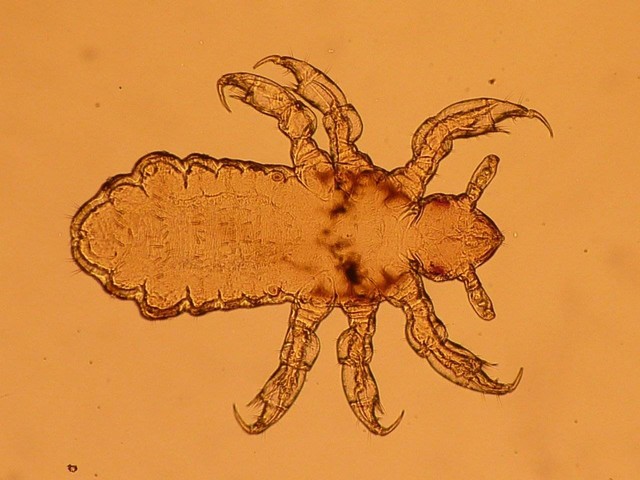 Ilustrasi pengertian simbiosis parasitisme. Sumber: Pixabay / olivierlevoux