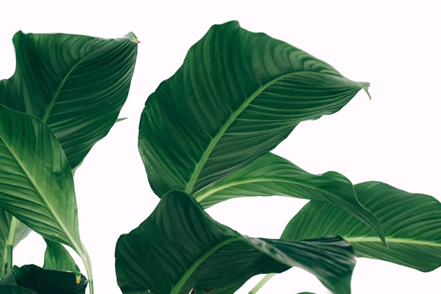 Ilustrasi tanaman pisang-pisangan. Sumber foto: Unsplash