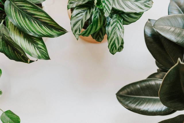 Ilustrasi cara memperbanyak calathea lutea. Sumber foto: Unsplash