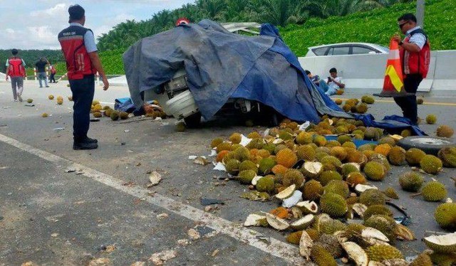 Durian berserakan di Jalan Tol Pekanbaru Dumai, Jumat (11/10/2023). Foto: Dok. Istimewa