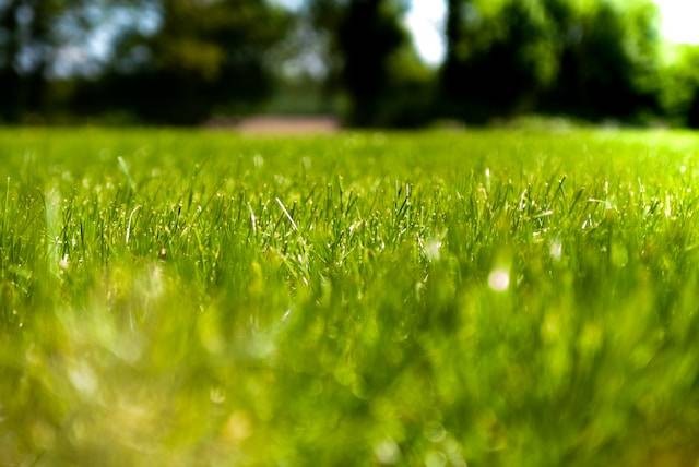 Cara Mematikan Rumput Liar dengan Bahan Alami. Sumber: Jorien Loman / Unsplash