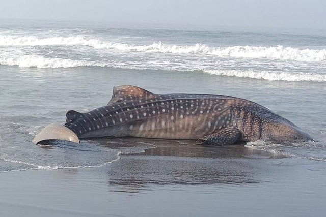 Seekor hiu tutul terdampar dan mati di Pantai Garongan, Kulon Progo, pada Rabu (8/11). Foto: Dok. SAR Wilayah V DIY