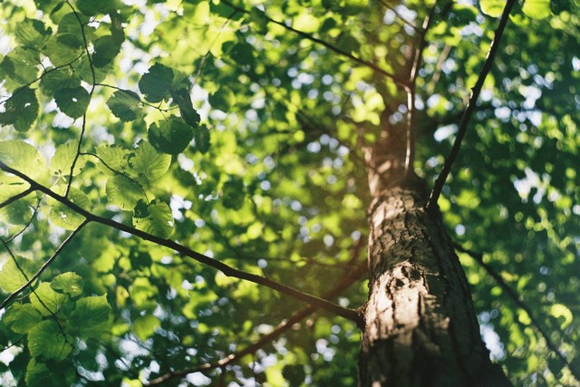 Ilustrasi pohon sengon. Sumber foto: Unsplash