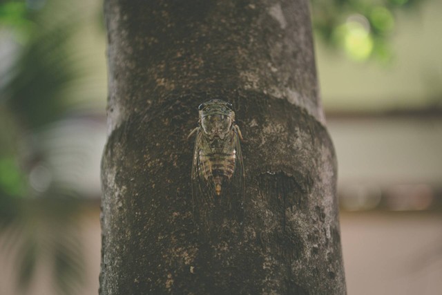 Ilustrasi Manfaat Jangkrik untuk Ikan Channa. Sumber: Unsplash.com/Lucas Lenzi