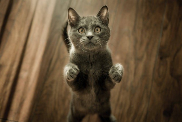 Ilustrasi alasan kucing mengeong terus tengah malam. Sumber: Marko Blazevic/pexels.com