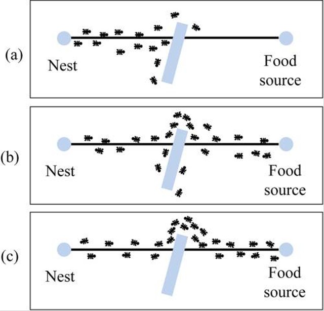 Semut akan menempuh rute yang lebih pendek untuk mengirim makanan yang ia temukan menuju sarang nya. Ant Colony Optimization Algorithm with Mutation Operator (Sumber: Mehdi Ghasri-pada www.mathworks.com)