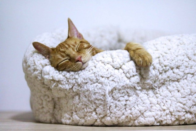 ilustrasi kucing tidur (Pexels)