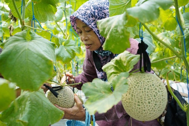 Panen Raya Melon Hidroponik perdana bertajuk Fruit O'Clock di Greenhouse PTGL yang hadir dari surplus wakaf produktif. Lebih dari 80 donatur dan mitra korporasi hadir dalam momen panen tersebut, di Pesantren Tahfizh Green Lido, Sukabumi. (Minggu, 12/11/2023)
