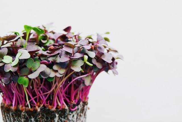 Ilustrasi apa keuntungan dari budidaya microgreen bagi petani, sumber foto: unsplash.com/Devi Puspita Amartha Yahya
