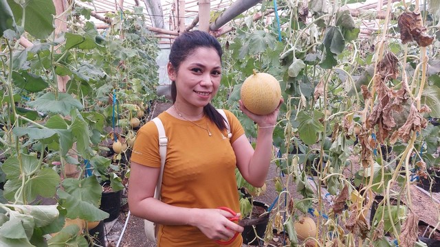 Ida Ardha Prihatin (25), pengunjung wisata petik buah melon di Desa Somodikaran, Kecamatan Dander, Kabupaten Bojonegoro, Jawa Timur. (Aset: imam nurcahyo/beritabojonegoro)