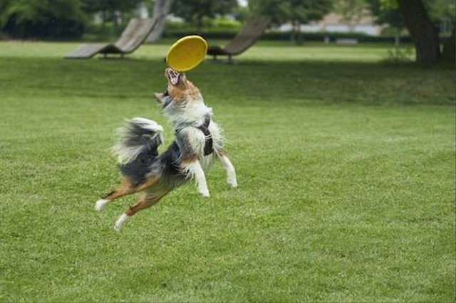 Ilustrasi Jenis Anjing Kecil Bulu Lebat. Sumber: Unsplash