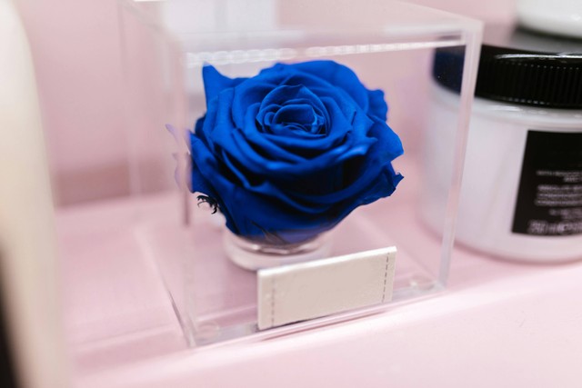 Ilustrasi bunga mawar biru. Foto: Pexels
