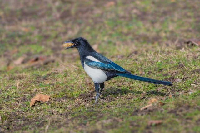 ilustrasi burung murai. Sumber foto: Pexels