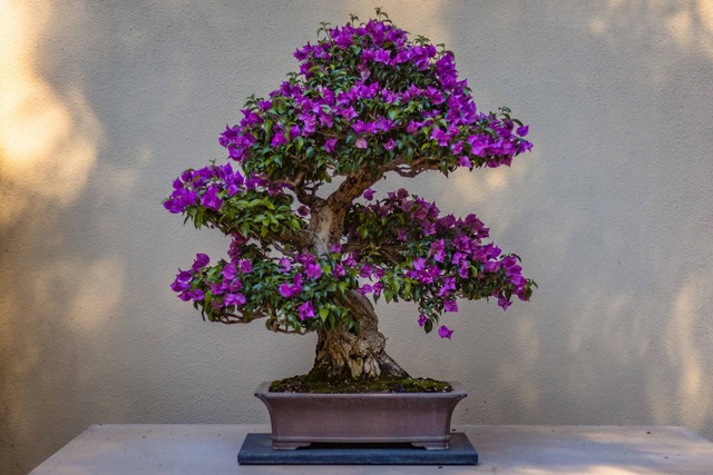 Ilustrasi Aneka Gaya Bonsai. Sumber: Unsplash.com/Devin H