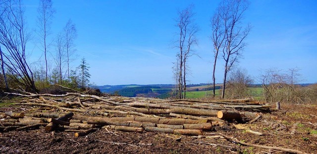 Ilustrasi mengenal deforestasi beserta penyebab dan dampaknya bagi lingkungan. Sumber: Pixabay?Pier52