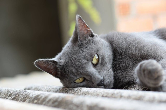 Ilustrasi Mengetahui Tahapan Budidaya Ternak Kesayangan Kucing di Rumah, foto:pexels