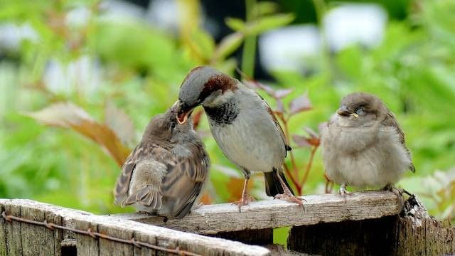 Ilustrasi burung. Foto: Unsplash. 