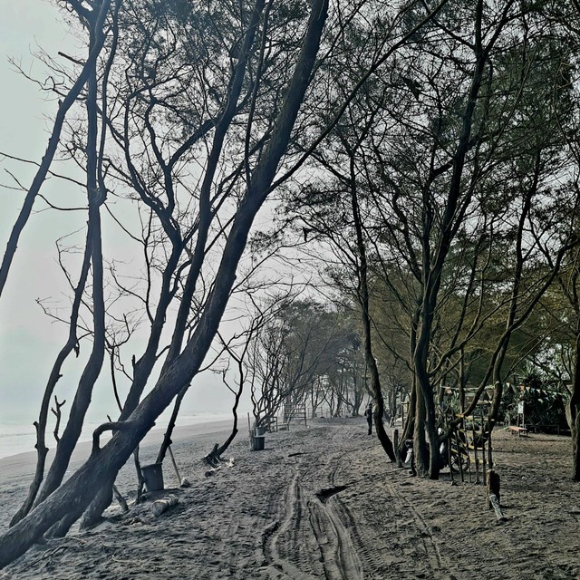 Barisan pohon cemara udang di Pantai Baru, DIY (foto: koleksi pribadi)