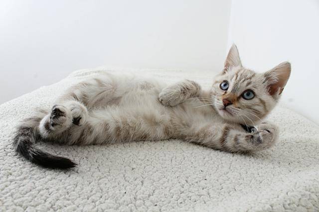 Arti ekor kucing untuk mengetahui moodnya. Foto: Pexels