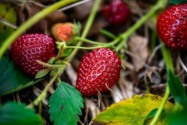 Ilustrasi wisata petik strawberry di Bandung, sumber foto: unsplash.com/Christopher Luther