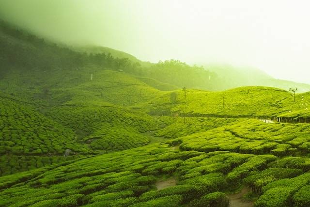 Ilustrasi tempat wisata di Ciwidey Bandung. Sumber: unsplash.com/Vivek Kumar