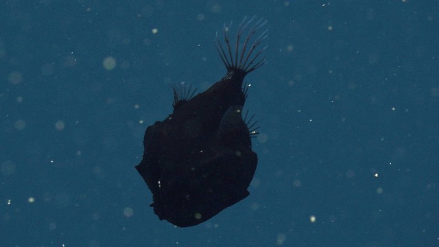 Anglerfish pemimpi (spesies Oneirodes) ditemukan oleh tim peneliti Carbon Flux Ecology dari MBARI di laut dalam lepas pantai California, AS, pada 29 September 2023. Foto: Dok. MBARI