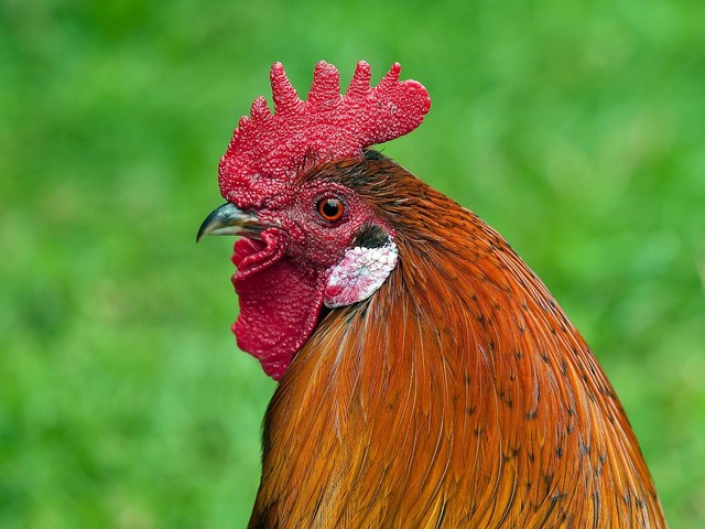 Ilustrasi Ayam Kokok Balenggek (Sumber: Pixabay)