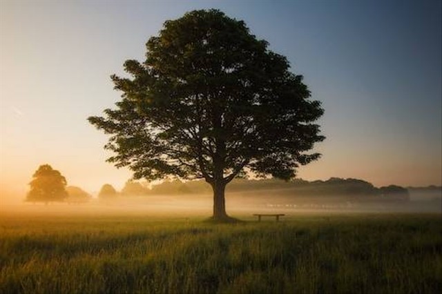 Caption Hari Pohon Sedunia. Unsplash/ Simon Wilkes