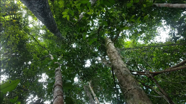 Pohon. (Foto dok : Erik Sulidra/Yayasan Palung).