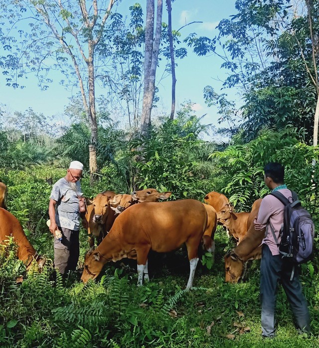 Ilustrasi ternak sapi dengan kebun sawit dan karet. Sumber: Dokumen pribadi