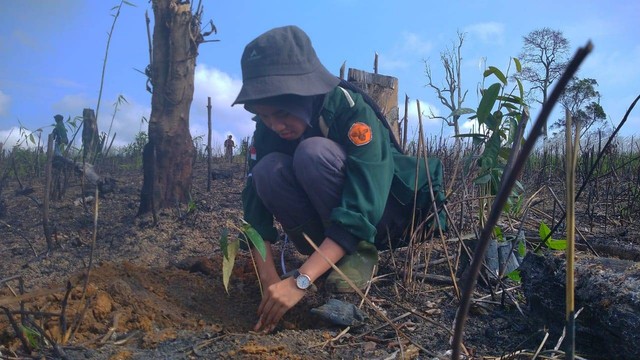 Seorang mahasiswi Biologi Universitas Jambi menanam pohon di Hutan Harapan, Jambi. (Foto: Sobar Alfahri)
