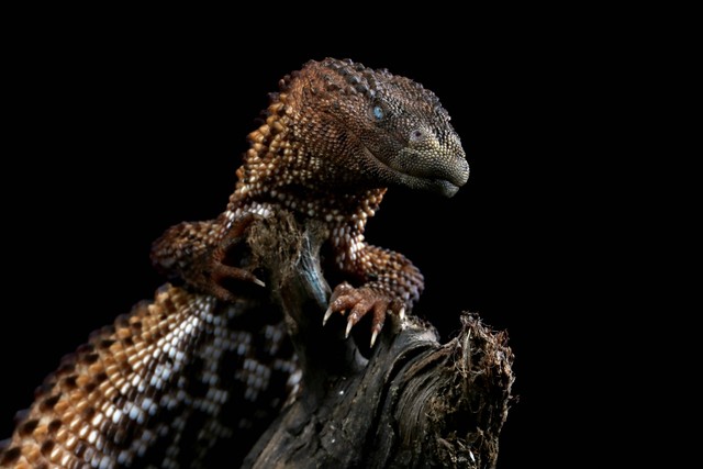 Kadal monitor tanpa telinga (Lanthanotus borneensis) yang juga dijuluki naga hidup dari Kalimantan. Foto: Kurit afshen/Shutterstock