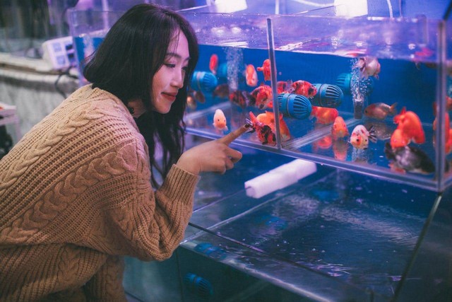 ilustrasi aquarium (Pexels)