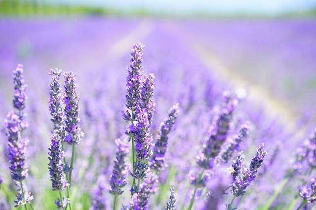 Ilustrasi cara merawat tanaman lavender. Foto: Pixabay
